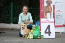 Региональная выставка собак всех пород 